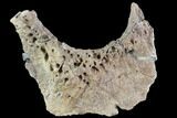 Agujaceratops Postorbital Bone - Aguja Formation, Texas #88740-1